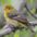 Male winter plumage Male winter plumage