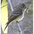 Note: dark head with weak eye ring and whitish wing bars Note: dark head with weak eye ring and whitish wing bars