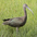 Juvenile Juvenile