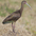 Nonbreeding adult Nonbreeding adult