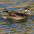 Female. Note: white around eye Female. Note: white around eye