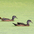Male, eclipse plumage. Male, eclipse plumage.