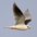 Adult in flight. Note: black shoulders and black wrist spot. Adult in flight. Note: black shoulders and black wrist spot.