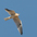 Juvenile in flight. Note: buffy wash in feathers. Juvenile in flight. Note: buffy wash in feathers.