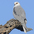Adult Adult