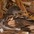 Adult on nest on Midway Island (South Pacific) Adult on nest on Midway Island (South Pacific)