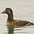 Female. Note: long, half-feathered bill and white wing patch (sometimes visible). Female. Note: long, half-feathered bill and white wing patch (sometimes visible).