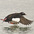 Male. Note: white wing patch visible. Male. Note: white wing patch visible.