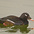 Male. Note: white comma underneath eye and white wing patch. Male. Note: white comma underneath eye and white wing patch.