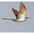 In flight. Note: yellow bill and rufous under/upperwings In flight. Note: yellow bill and rufous under/upperwings