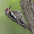 Female. Note: white throat (compare to all red throat of male) Female. Note: white throat (compare to all red throat of male)