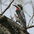 Male. Note: red throat with complete black border and extensive barring on the back (compare to no black border and more constrained barring of Red-naped). Male. Note: red throat with complete black border and extensive barring on the back (compare to no black border and more constrained barring of Red-naped).