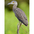 Juvenile. Note: long neck and dark thick bill. Juvenile. Note: long neck and dark thick bill.