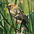Juvenile Juvenile