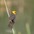 Male Male